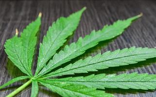 närbild av cannabisblad foto