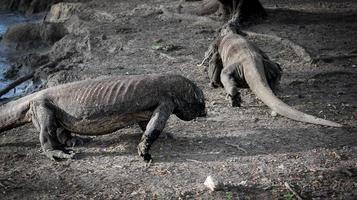 komodo drake är på de jord. intressant perspektiv. de låg punkt skytte. Indonesien. komodo nationell parkera. foto