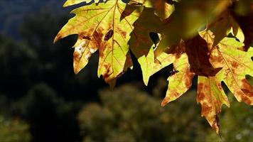 vackert naturlig höst säsong romantisk brun torr löv foto