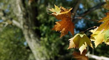 vackert naturlig höst säsong romantisk brun torr löv foto