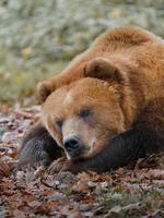 kamchatka brunbjörn foto