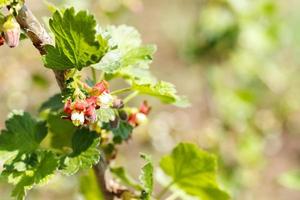 rosa blommande vinbär. vinbär börjar till blomma foto