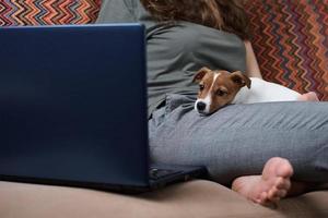 kvinna arbetssätt på bärbar dator dator och domkraft russel terrier valp hund på de soffa foto