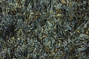 färsk marin ätlig tång fucus som ett abstrakt bakgrund för organisk medicinsk, farmaceutisk, och mat teman. foto