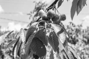 fotografi på tema skön frukt gren körsbär träd foto