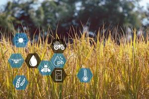 smart jordbruk med internet av saker, iot begrepp. lantbruk och modern teknologi är Begagnade till klara av gröda. analys av insikter sådan som väder, jord betingelser och miljö. beskära ris fält foto