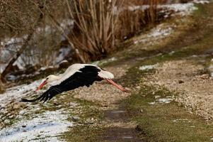 stork och tidigt vår med snö, flyttande stork, fåglar i ukraina. foto