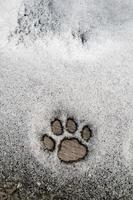 perfekt katter Tass fotavtryck i de snö på en trä- textur. kopia Plats. foto