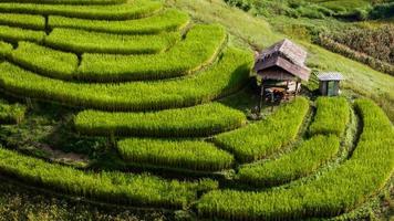 antenn se av ris terrass på förbjuda pa bong piang i chiang mai thailand foto