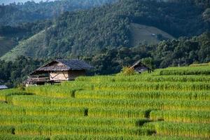 landskap av ris terrass på förbjuda pa bong piang i chiang mai thailand foto