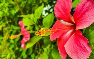 röd skön hibiskus blomma buske träd växt i Mexiko. foto