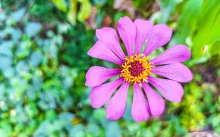 lila rosa röd blommor och växter i tropisk skog natur Mexiko. foto