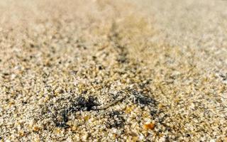 mycket liten sand strand krabba krabbor springa gräv runt om på strand. foto