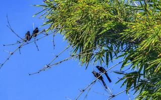 svart gal och korvider Sammanträde på gren med blå himmel. foto