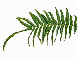 grevillea robusta grön, vanligen känd som sydlig silke ek, silke ek eller silke ek, silver- ek eller australier silver- ek, är en blommande växt i de familj proteaceae, bakgrund isolerat vit foto