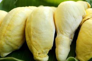 stänga upp gyllene gul Durian kött på banan blad bakgrund. tropisk frukt favorit i thailand. foto