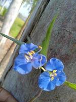 fågelnäbb dagblomma, trevlig blomma, skönhet flöda, tapet, skönhet natur foto