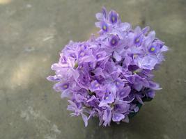 allmänning vatten, skönhet blomma, tapet, skönhet natur foto