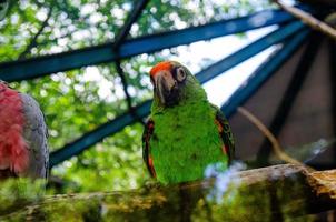 röd papegoja scharlakansrött ara, ara macao, fågel Sammanträde på de kompis träd trunk, panama. vilda djur och växter scen från tropisk skog. skön papegoja på grön träd i natur livsmiljö. foto