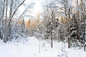 skog clearing i vinter- foto