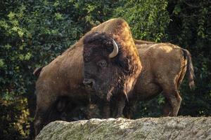 amerikan bison i Zoo livsmiljö foto