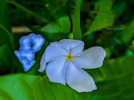 grön naturlig blomma tapet ladda ner foto