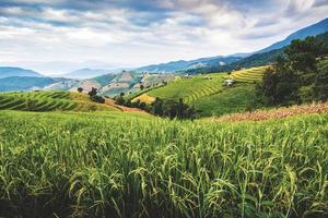 landskap av ris terrass på förbjuda pa bong piang i chiang mai thailand foto