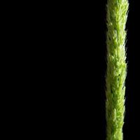 närbild friskhet djungeln ris ogräs på svart backgroud foto