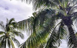 tropisk naturlig handflatan träd kokosnötter molnig himmel i Mexiko. foto