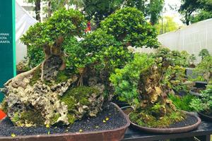 detta är en Foto av olika typer av bonsai.