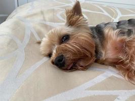 en små skön fluffig snäll hund, Hem sällskapsdjur, yorkshire terrier med en glad ansikte med stor svart ögon och ett utsträckt tunga lögner sovande på de säng foto