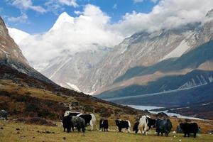 yaks i Langang Valley med Langshisha ri Mout - Nepal foto