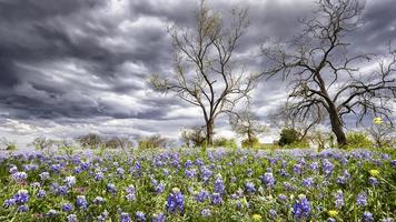 bluebonnets i texas hill country foto