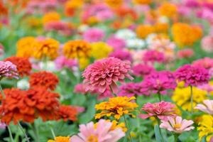 vackra zinnia blommor i en trädgård foto