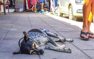 puerto escondido mexico oaxaca mexikansk 2022 herrelös hund sover och slappnar av på de gata i Mexiko. foto