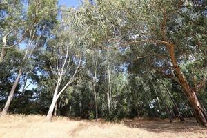 tät eukalyptus skog i nordlig Israel foto