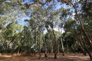 tät eukalyptus skog i nordlig Israel foto