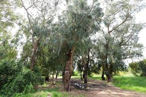 tät eukalyptus skog i nordlig Israel foto