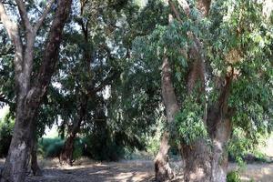 tät eukalyptus skog i nordlig Israel foto