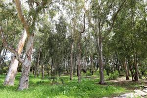 tät eukalyptus skog i nordlig Israel foto