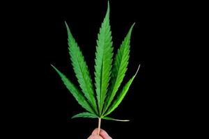 cannabis löv på en svart bakgrund för lätt arbete foto