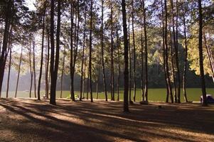 morgon- scen i de skog med lång skugga foto