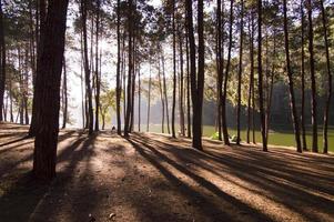 morgon- scen i de skog med lång skugga foto