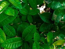 saraca asoca grön löv. daun bunga asoka i indonesiska. lämplig för bakgrund foto