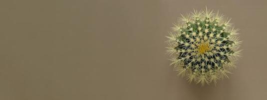 topp se av en grön kaktus med stor skarp ryggar på en färgad pastell bakgrund. krukväxt gyllene tunna kaktus, echinocactus grusonii växt. närbild, kopia Plats. foto