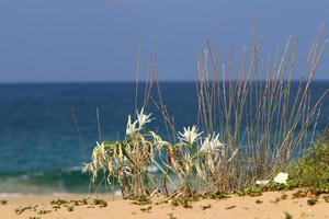 pankrasium växer på de sand på de stränder av de medelhavs hav. foto