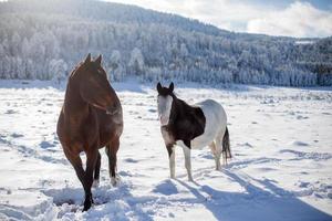 hästar i snön foto