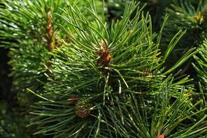 berg tall träd pinus mugo med knoppar, lång gren och barr. mughus pumilio cultivar dvärg- i sten parkera. sammansättning Pinaceae landskaps i japansk trädgård. natur botanisk begrepp. närbild foto