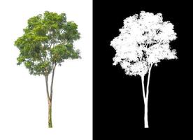 träd den där är isolerat på vit bakgrund är lämplig för både utskrift och webb sidor foto
