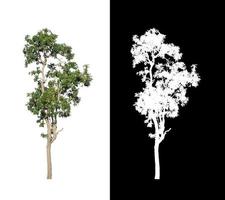 träd isolerat på en vit bakgrund med klippning väg och alfa kanal foto